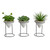 Plants with Iron stand - Set of 3