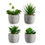 Succulent in Pot - Set of 4