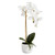 White Orchid Potted