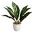 Calathea Plant