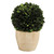 Topiary Round Boxwood