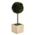 Topiary Square Boxwood - Medium