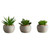 Succulent Set - Mini