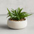 Succulent in Gray Pot - Aloe