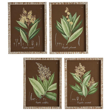 Botanical Framed Art - Set of 4 - [Consumer]47th & Main