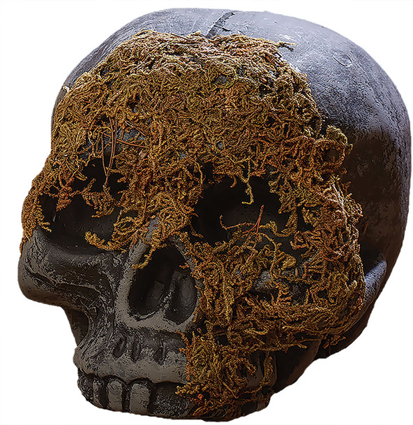 Skull Moss Covered No Jaw