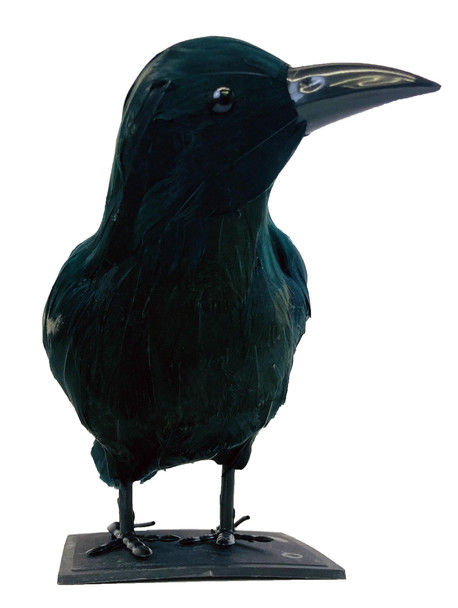 Raven Black Animated