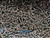 thousands of PH1 screws shown in box