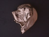 English Mastiff Head Heavy Dome L Pendant