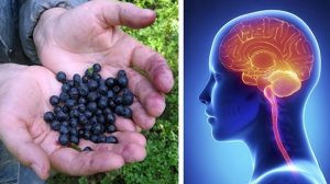 5 Tips for Growing New Brain Cells Simple Girl