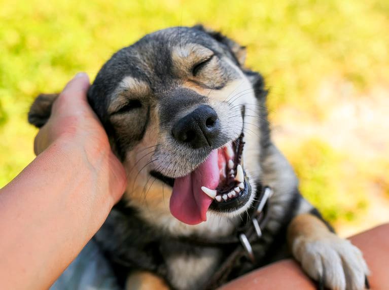 Benefits of Furry Friends Benefits of Furry Friends