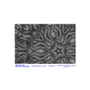 Pam East Texture Mat - Celestial Currents INVERSE - 264-PE2051 Pam East Texture Mat - Celestial Currents INVERSE - 264-PE2051