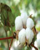 Organic cotton cover