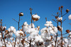 Ethically and eco-consciously made from start to finish with 100% organic cotton, using
solar power, and 91% less water in our Fair Trade-certified factory in India. Product
labels are 100% organic cotton. No harmful emissions are created during the
sustainable production process. 