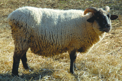 certified wool certified wool