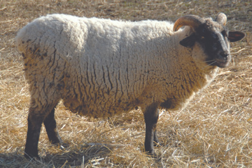 this is a Premium Eco-Wool product this is a Premium Eco-Wool product