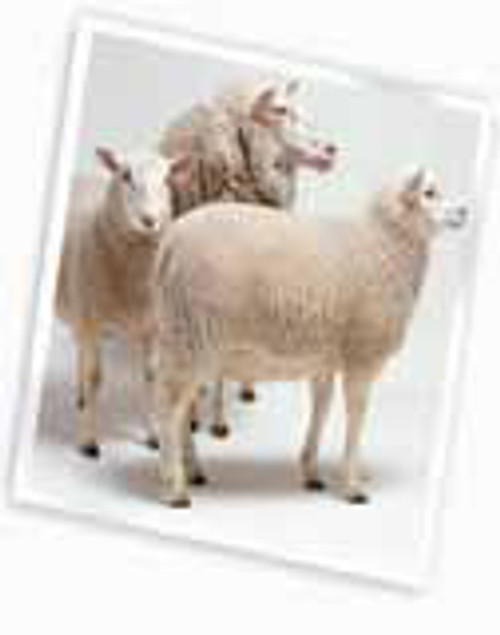 eco friendly sheep wool batting