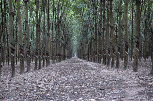 Suite Essentials 6"  Latex by Suite Sleep Suite Essentials 6"  Latex by Suite Sleep