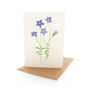 Bluebells