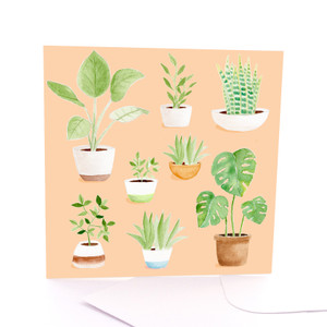 Lots of Pot Plants