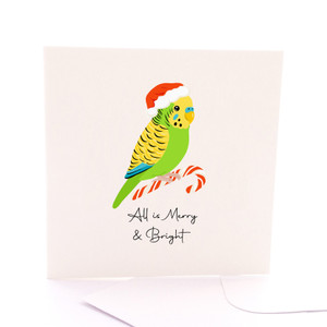 Candy Cane Budgie