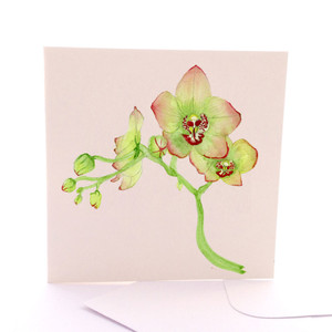 Botanica Orchid