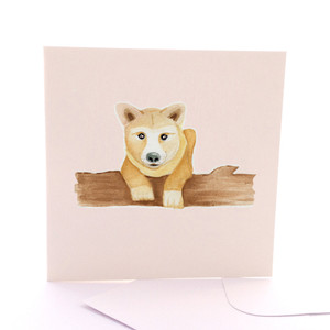 Baby Dingo