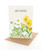 Birthday Daisy Garden