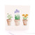 Potted Colour