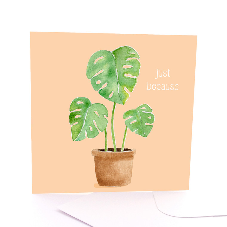 Just Because Plant