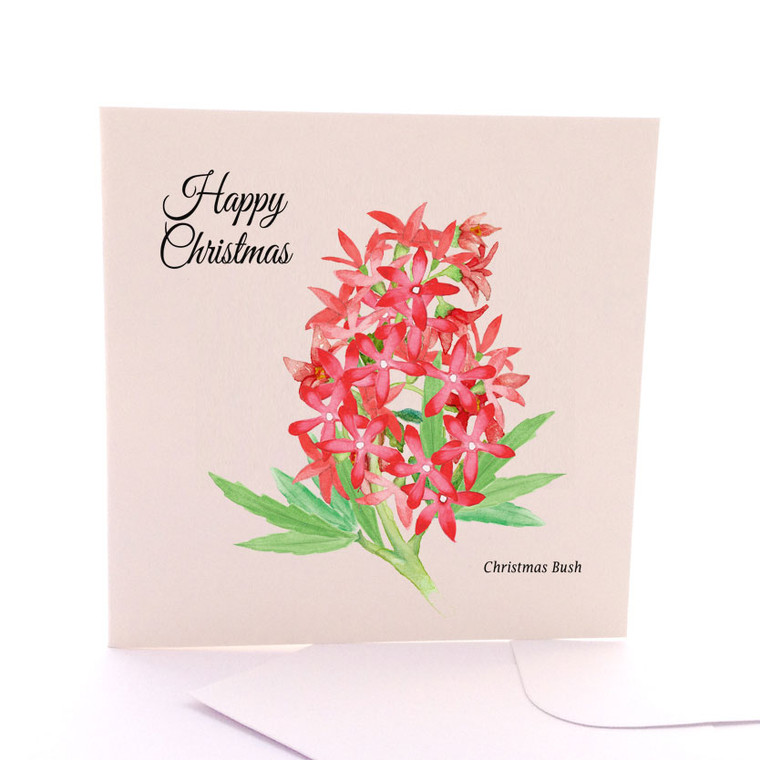 Christmas Bush