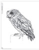 The Illustrated Owl