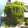 Weeds Collected Lake Weed Harvester Eco-Harvester