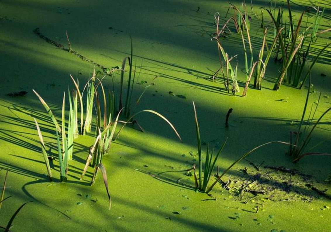 Filamentous Algae: Control and Prevention