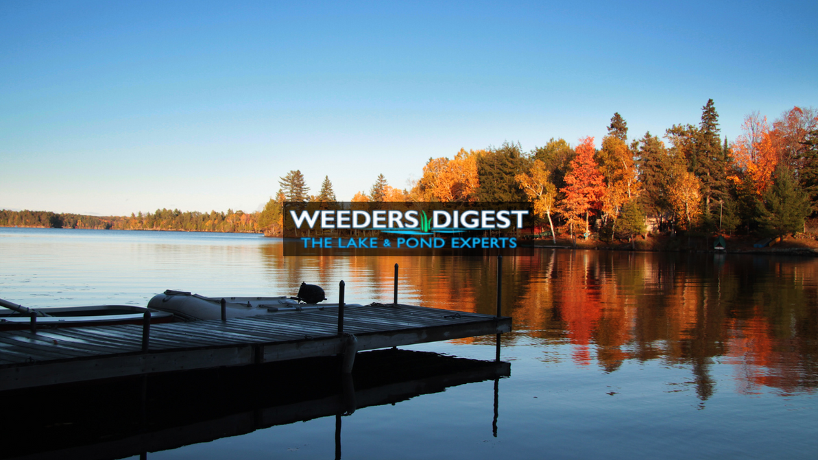 Mechanical vs. Chemical Lake Weed Removal in Fall