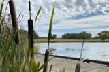 Eliminating Cattails in Ponds: Natural and Chemical Methods