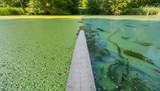 Duckweed vs. Algae: How to Tell the Difference and Treat Accordingly
