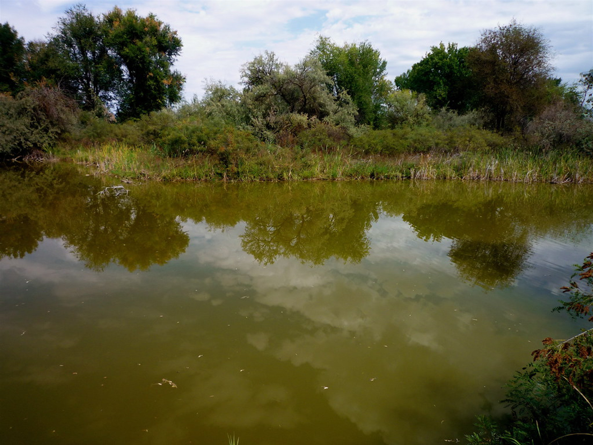 How To Clear Murky Pond Water The Weeders Digest