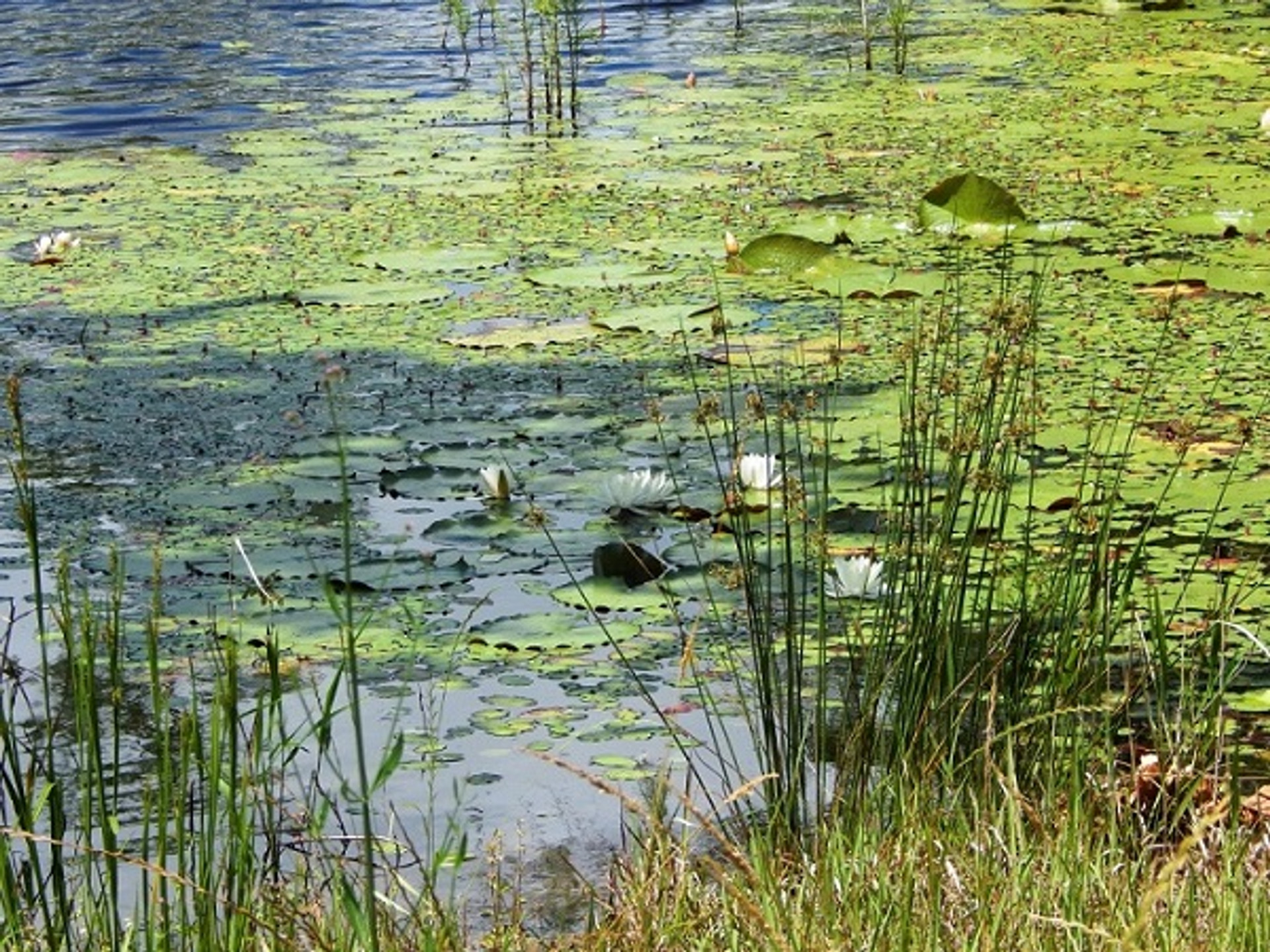 A Complete Guide to Farm Pond Algae Control The Weeders Digest