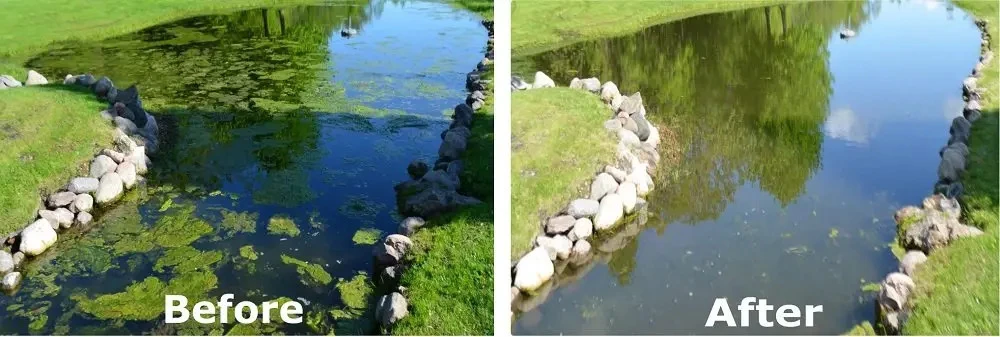 WaterBug Before After Image