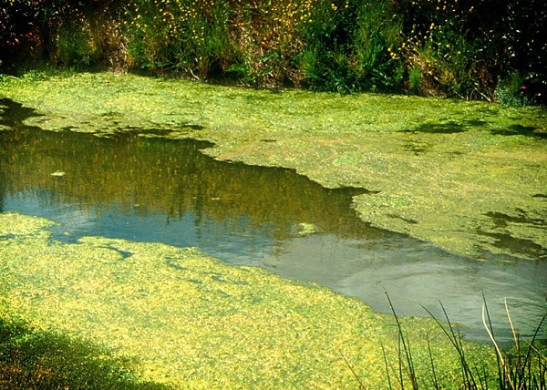 Algae Removal | Pond Algae Control | Pond Algae Solutions