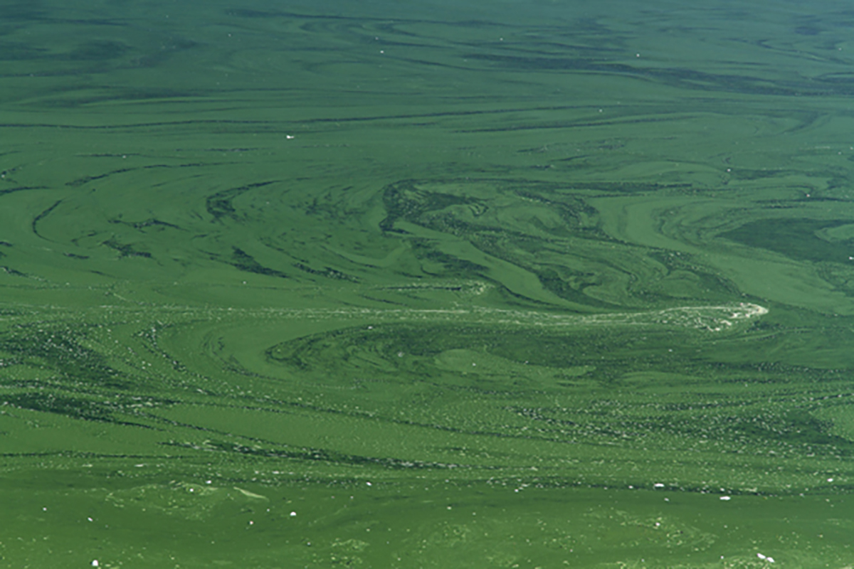 pond algae identification