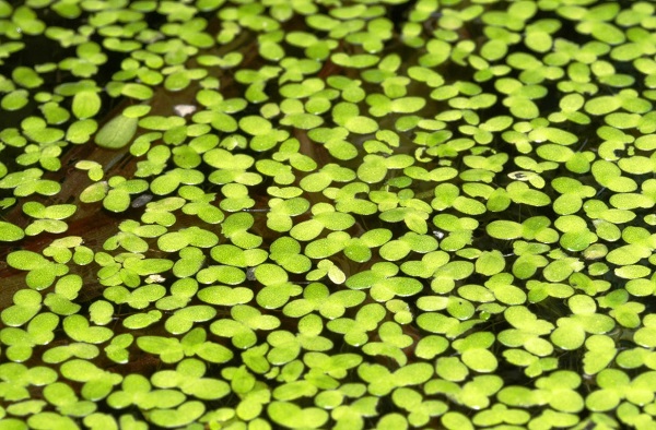 aquatic floating plants duckweed