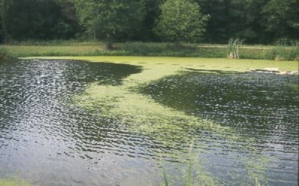 duckweed lake pond weed rid control treating controlling duck naturally way water