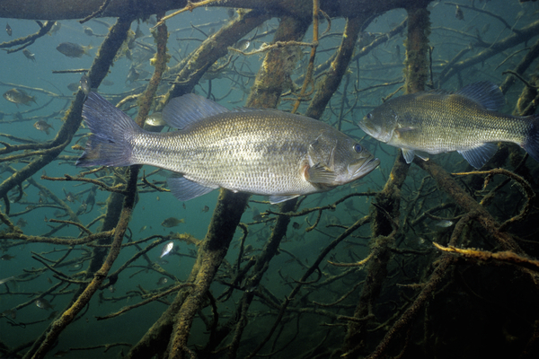 Tactics For Small Pond Bass - Game & Fish