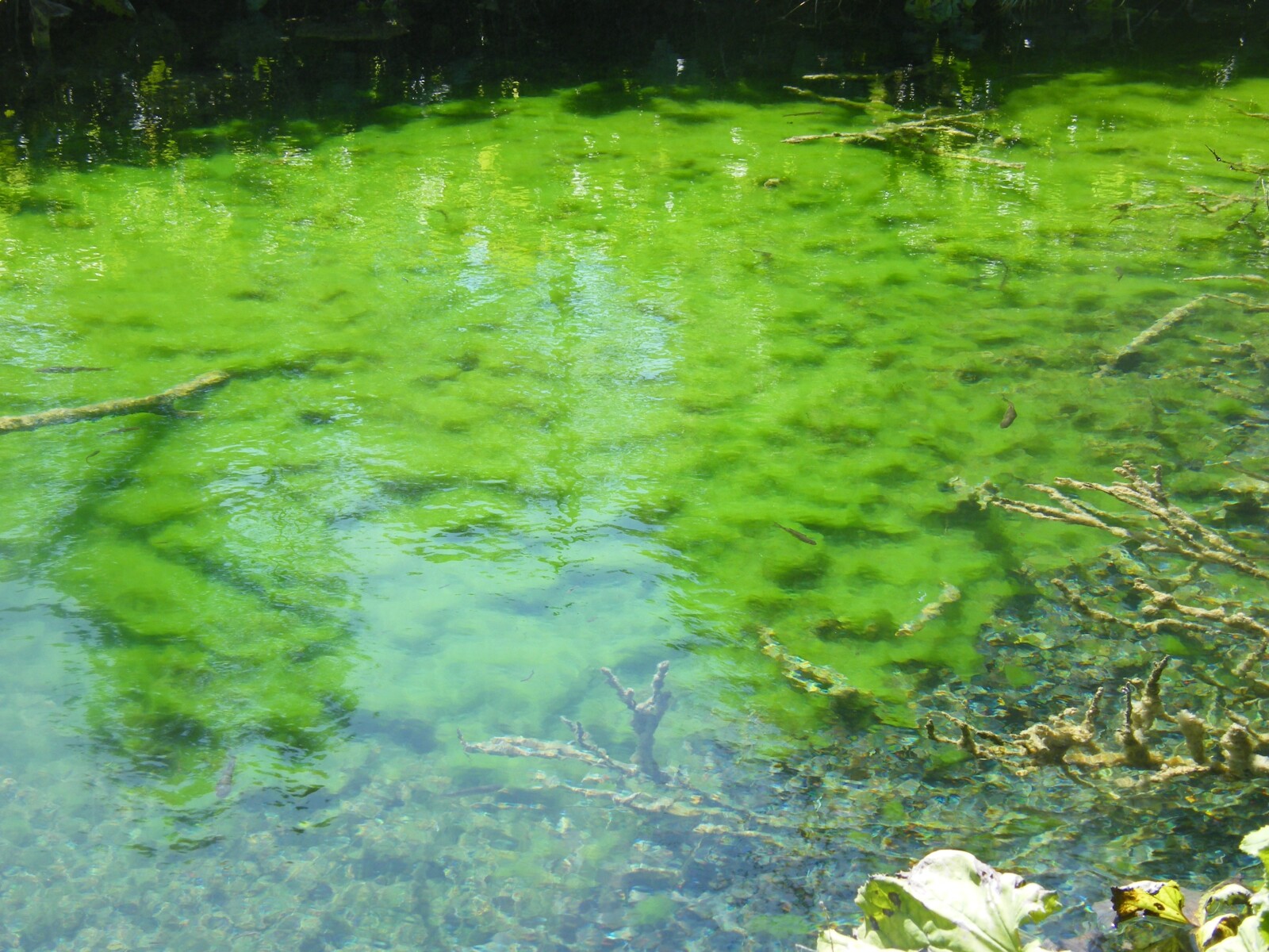 How to Get Rid of Algae in a Lake - The Weeders Digest
