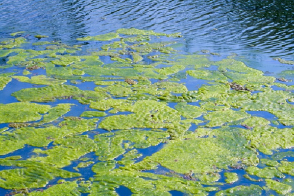 lake-algae.jpg