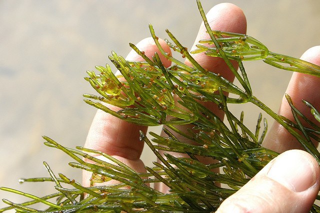 Chara Algae - Lake Restoration