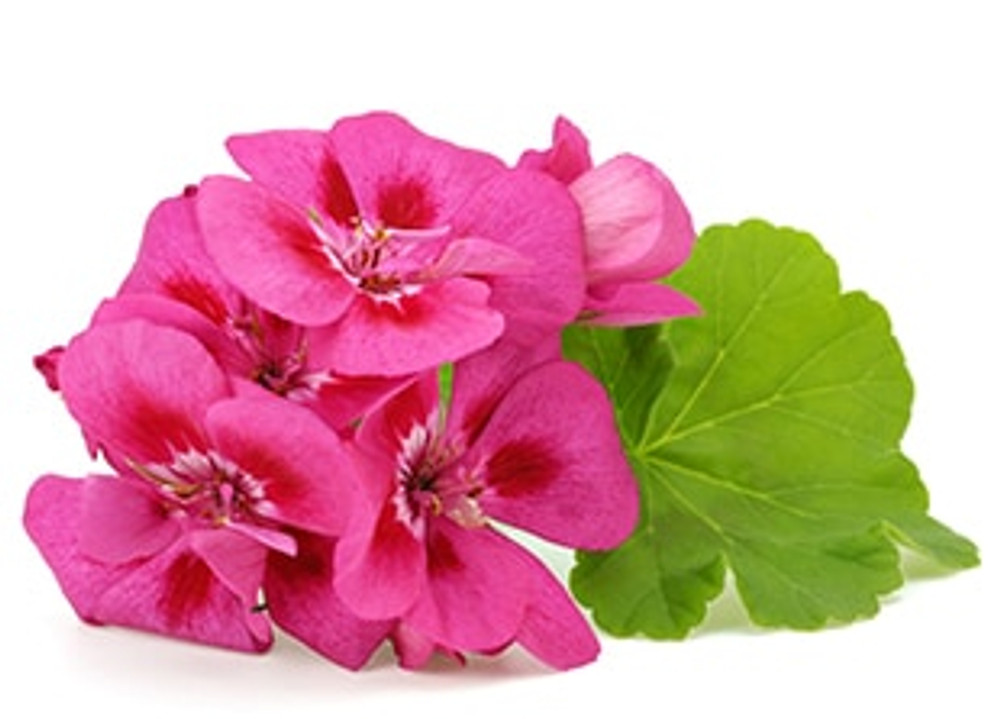 Rose Geranium Must-Have!