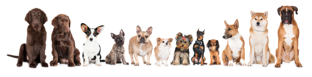  ​Essential Oils for Dogs: Natural and Healthy 